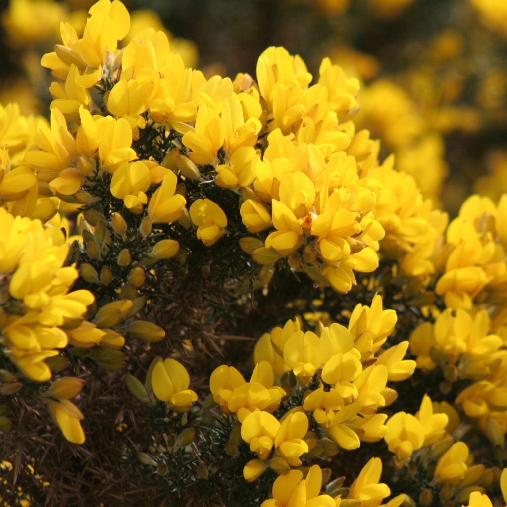 Euroopanpiikkiherne - Ulex europaeus