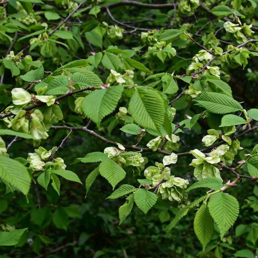 Vuorijalava - Ulmus glabra