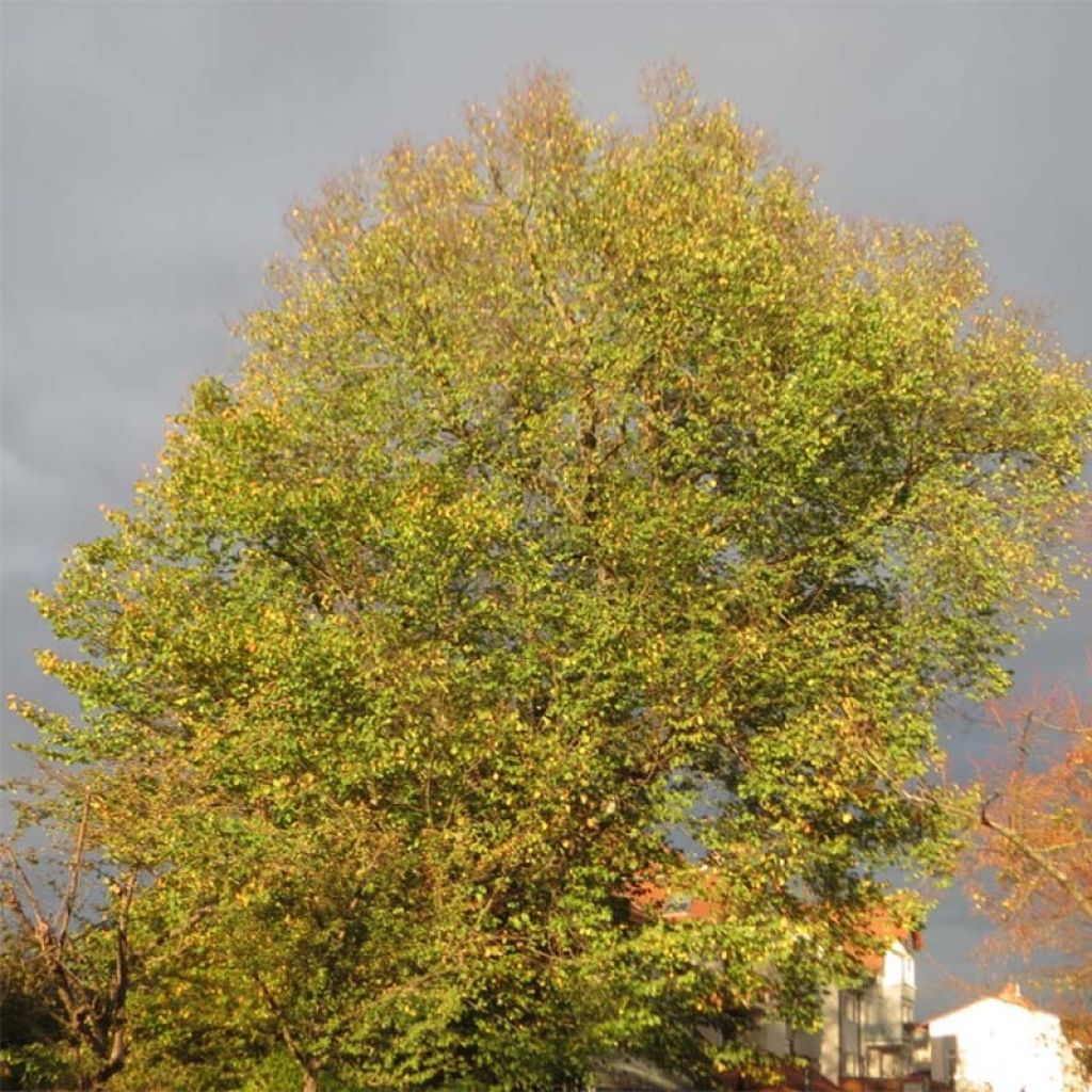 Vuorijalava - Ulmus glabra