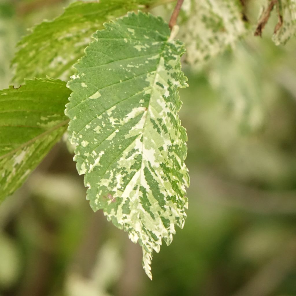 Lehtojalava Argenteovariegata