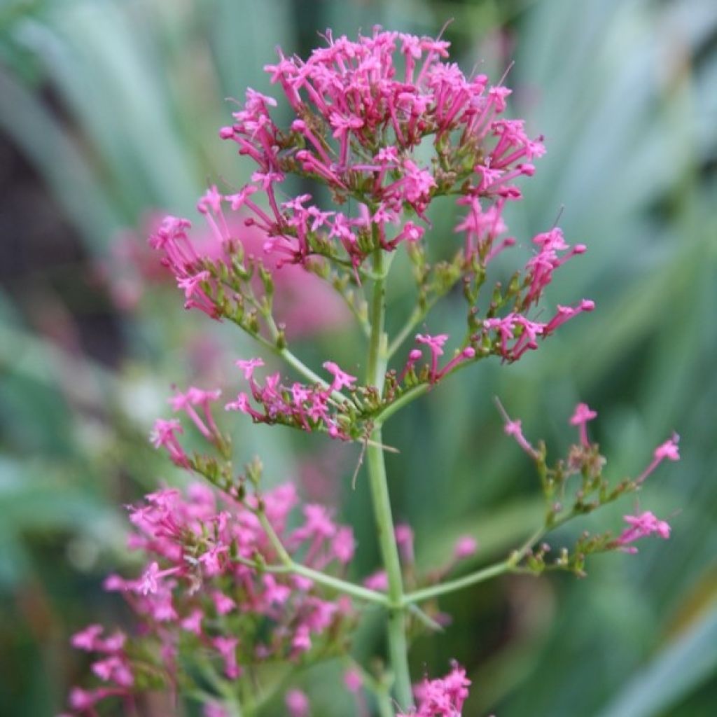 Punavirma - Centranthus ruber