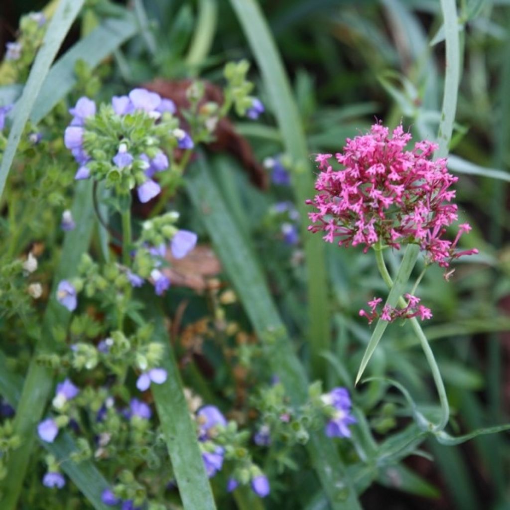Punavirma - Centranthus ruber