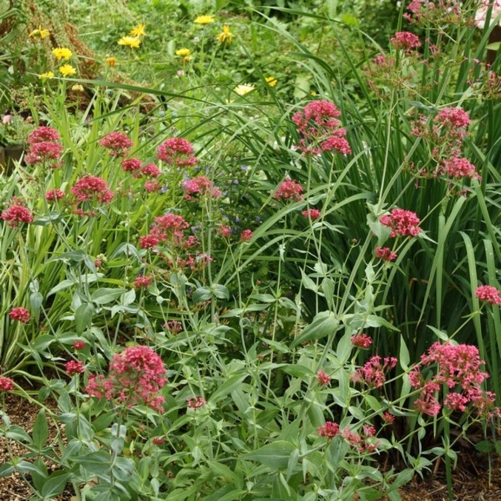 Punavirma - Centranthus ruber