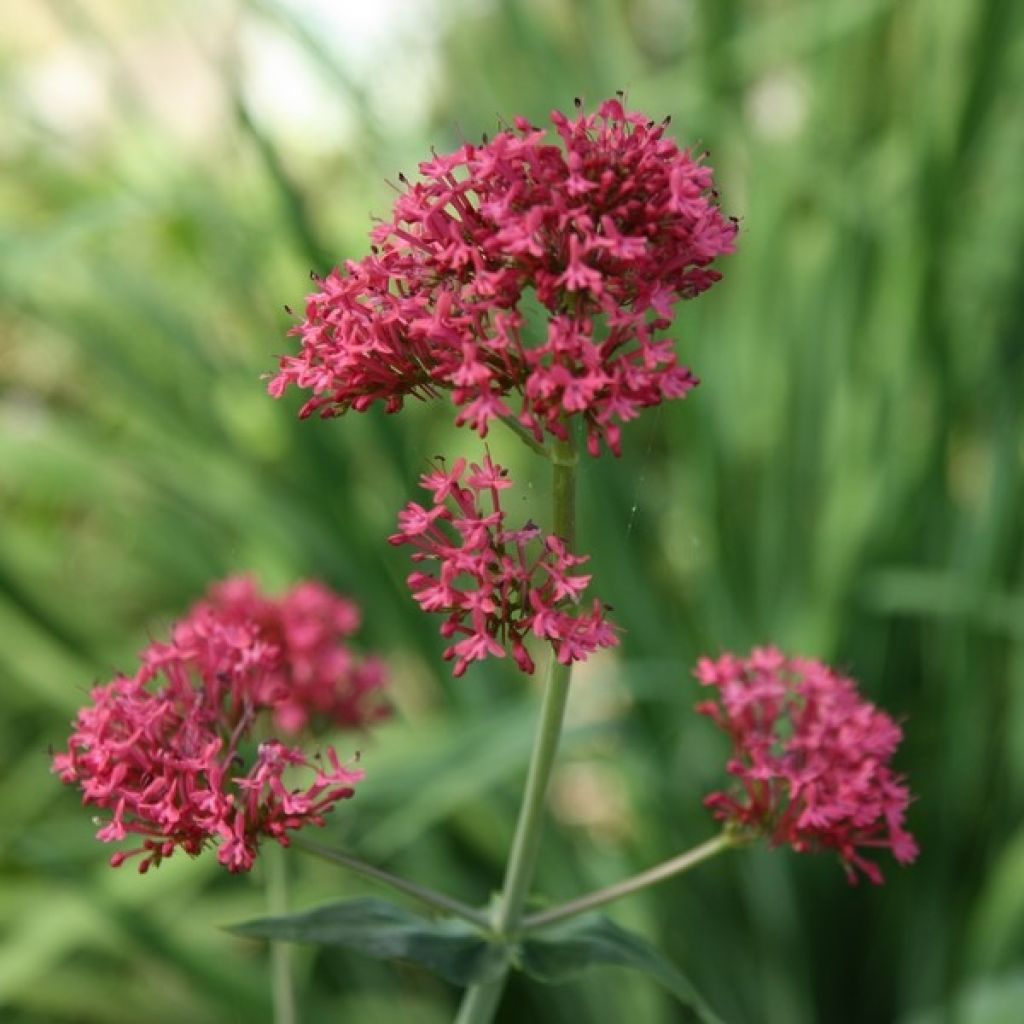 Punavirma - Centranthus ruber