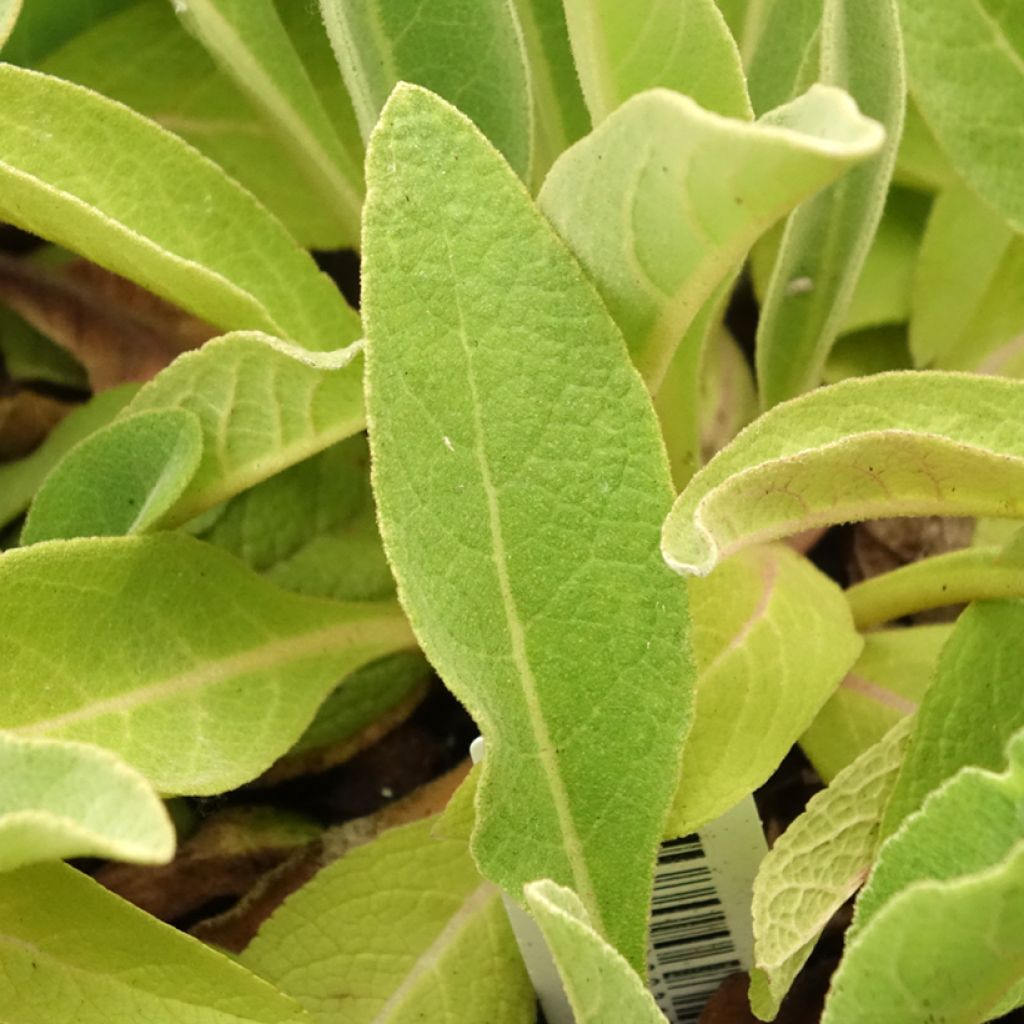 Jättitulikukka - Verbascum olympicum