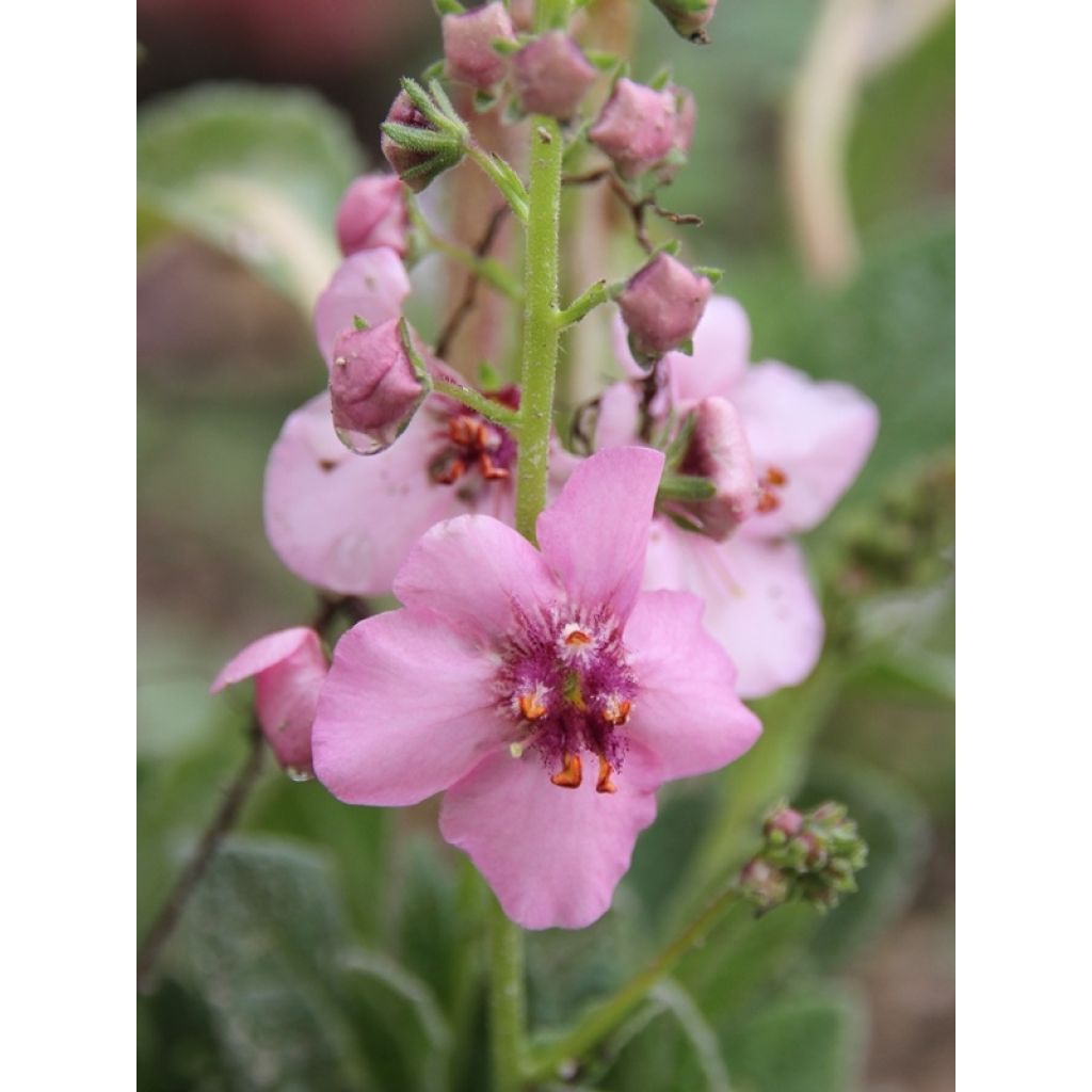 Tulikukka Rosie
