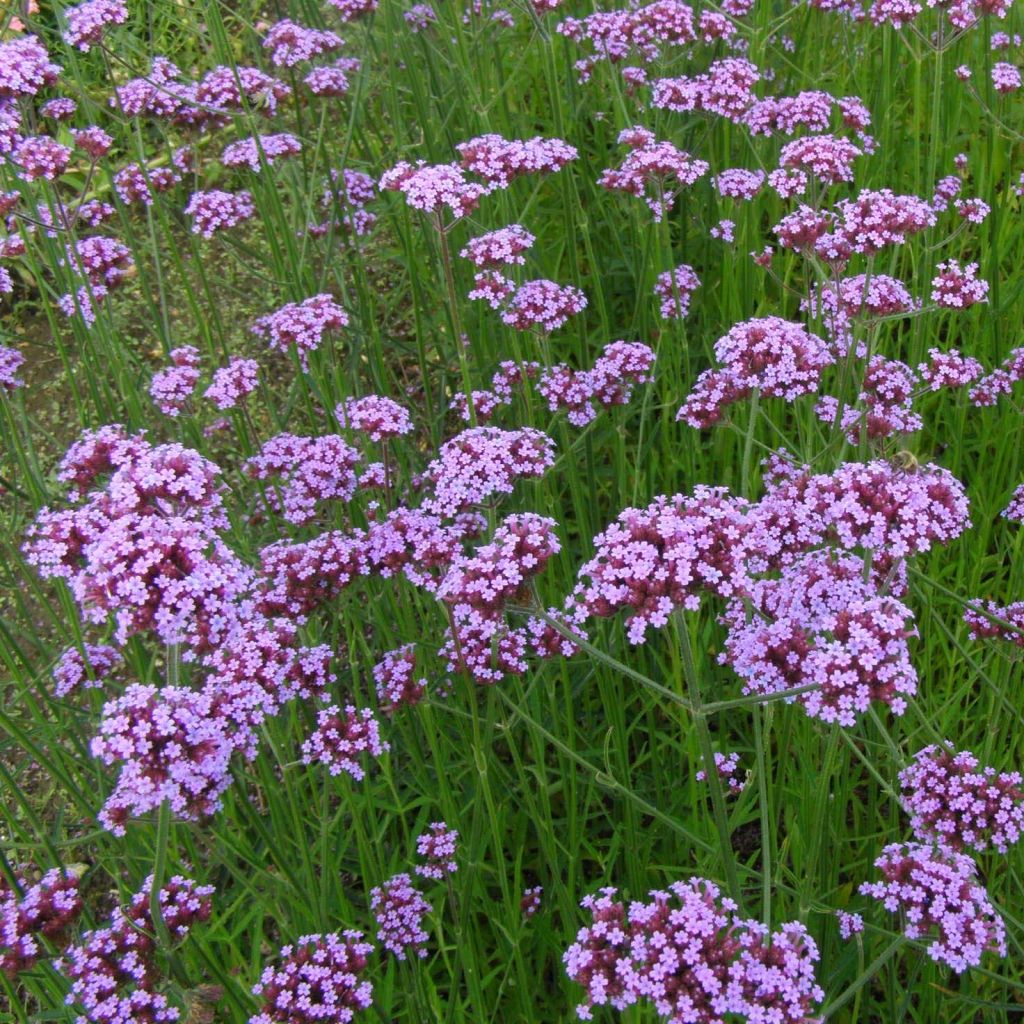 Jättiverbena - Verbena bonariensis