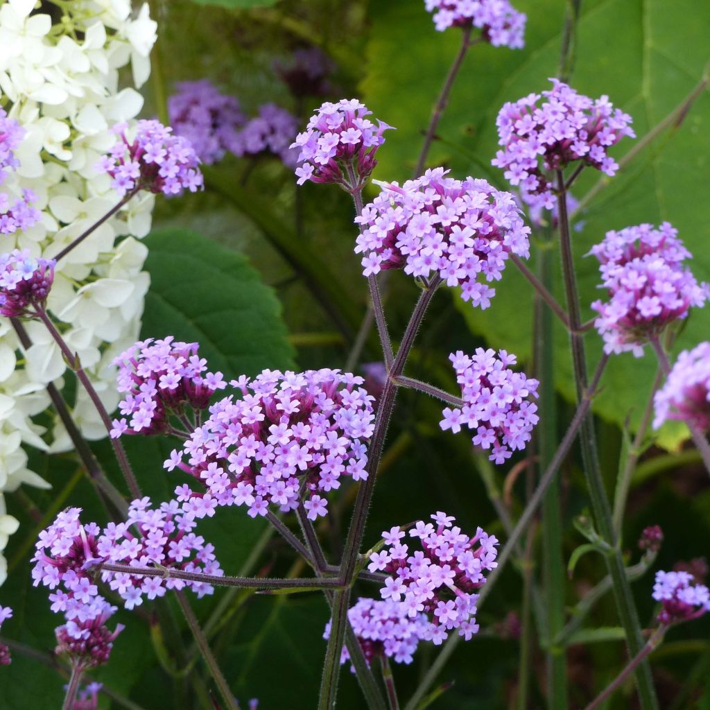 Jättiverbena - Verbena bonariensis
