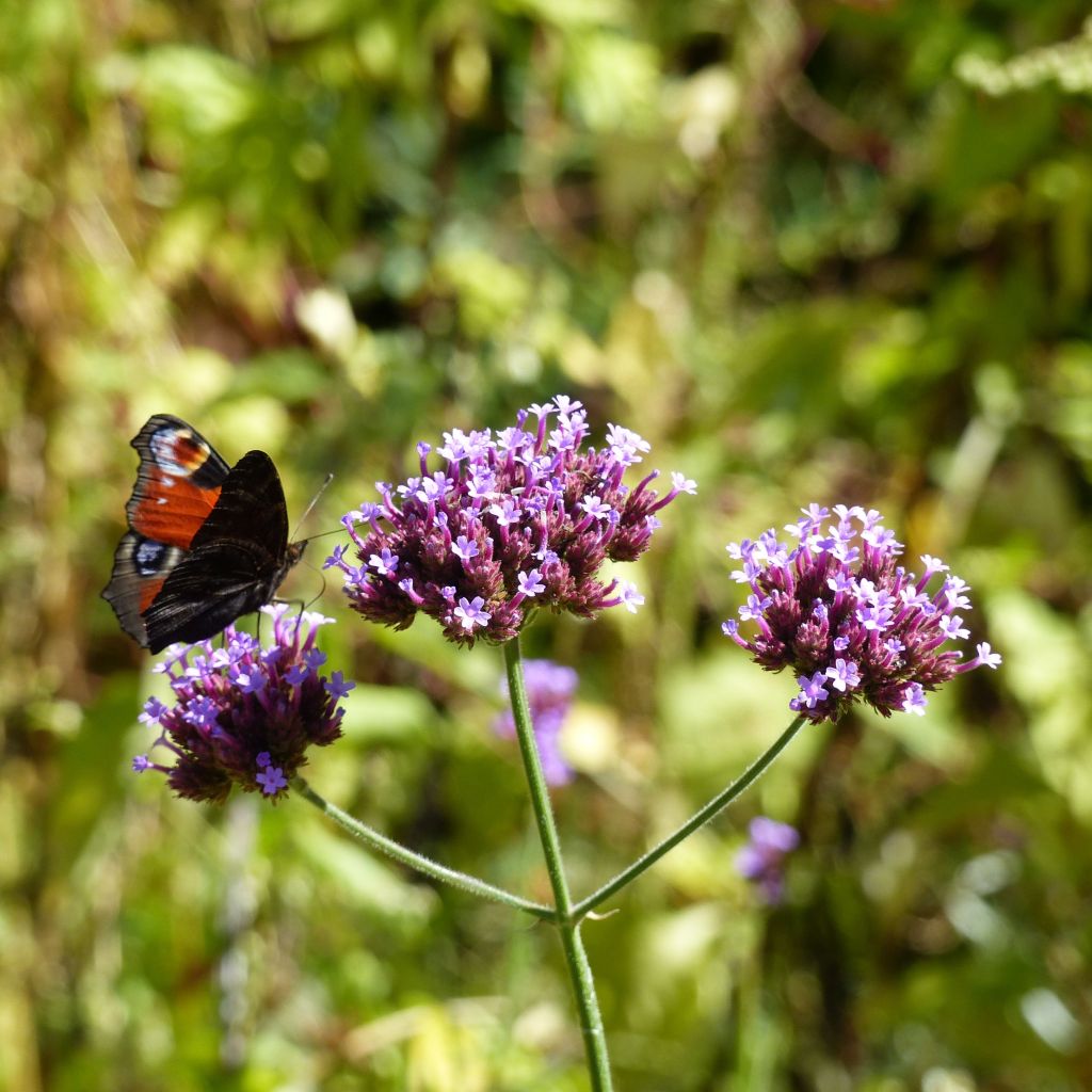 Jättiverbena - Verbena bonariensis