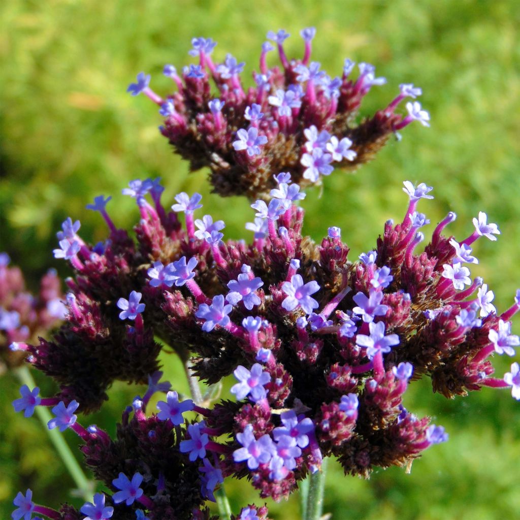 Jättiverbena - Verbena bonariensis