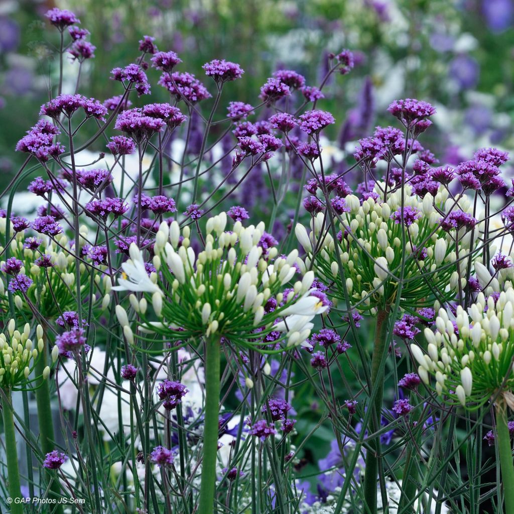 Jättiverbena - Verbena bonariensis