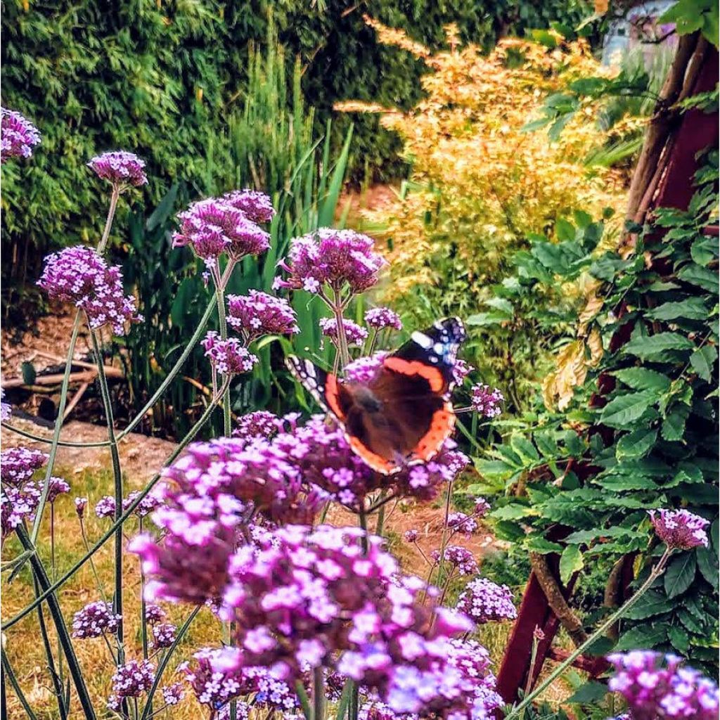 Jättiverbena - Verbena bonariensis