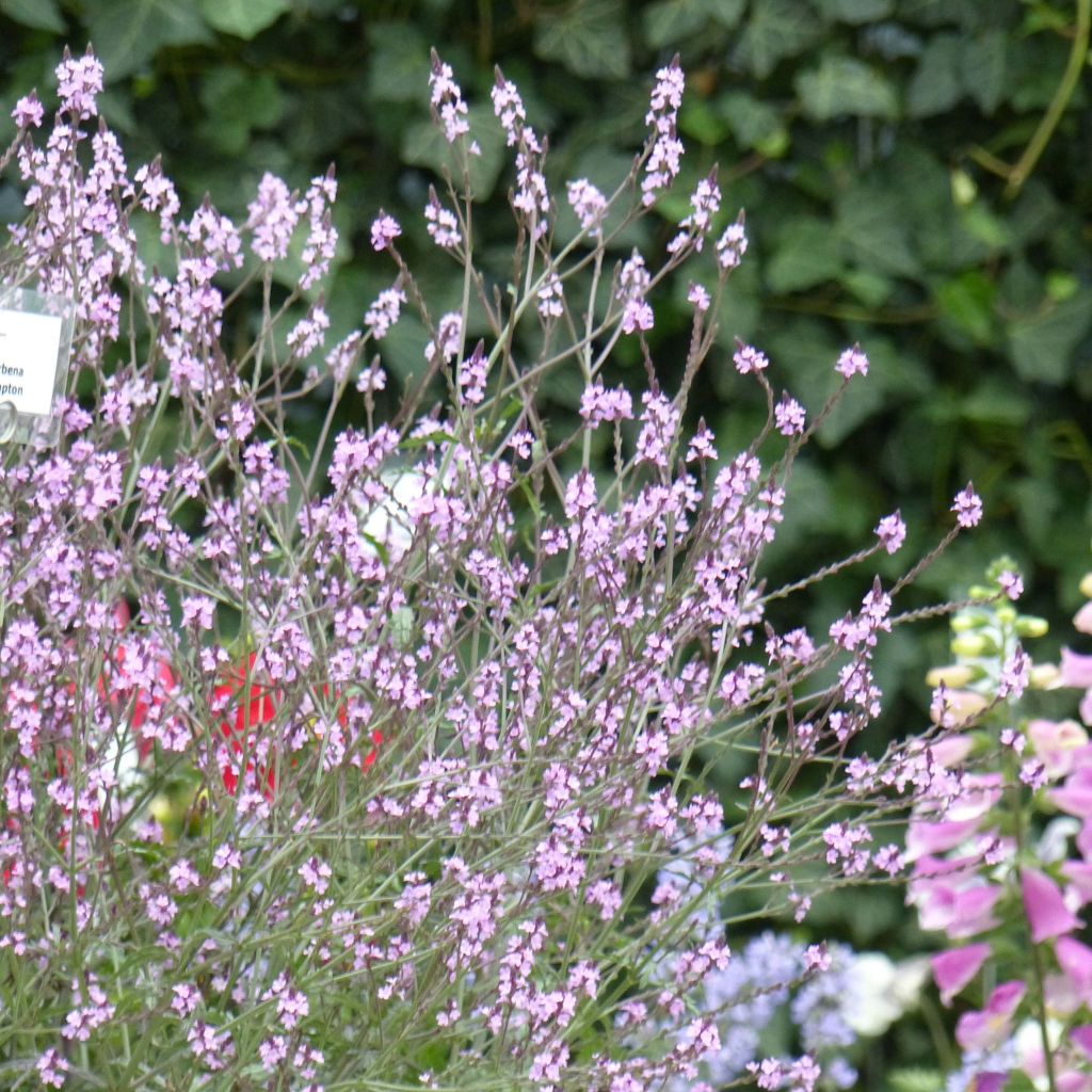 Rohtoverbena Bampton
