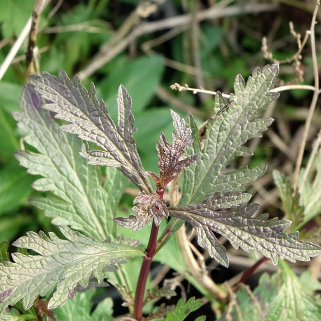 Rohtoverbena Bampton