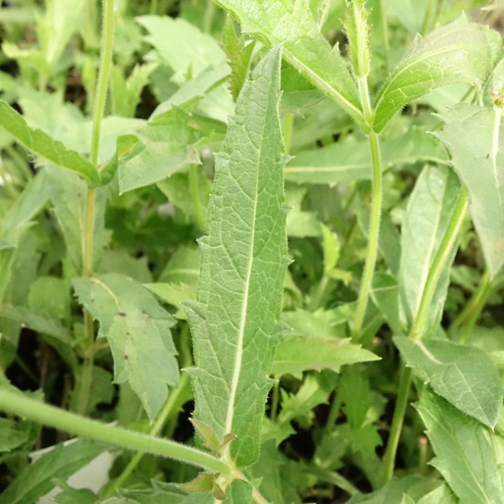 Siniverbena Venosa
