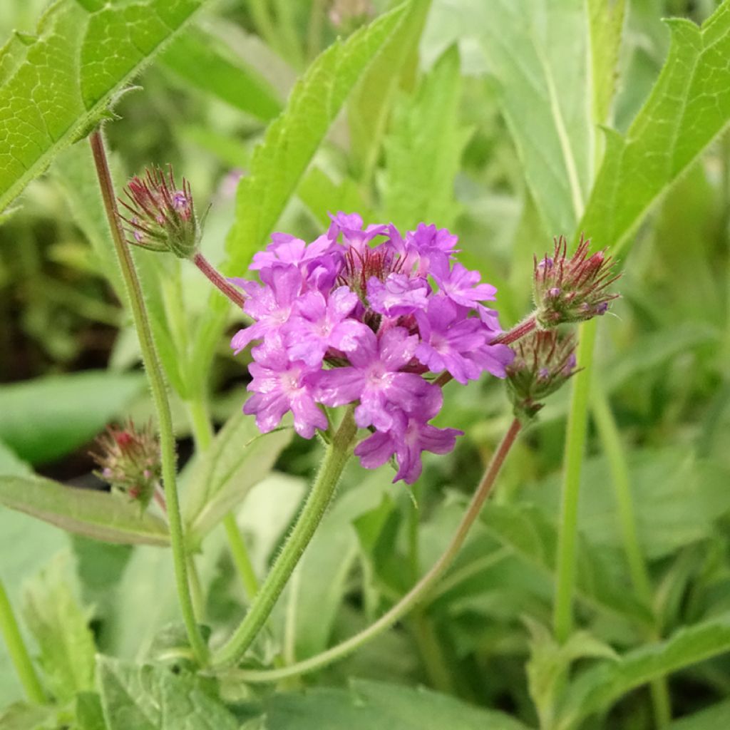 Siniverbena Venosa