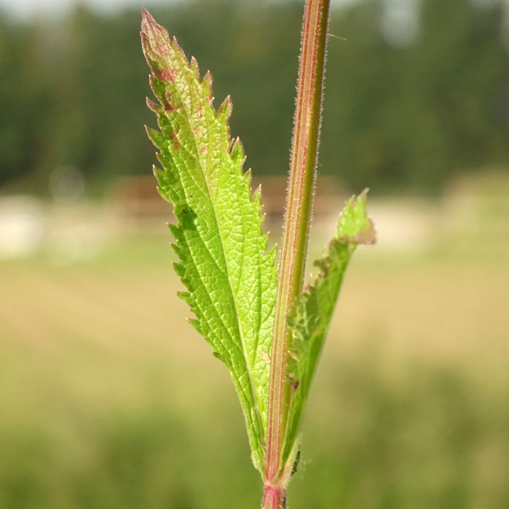 Tarhaverbena Lavender Spires