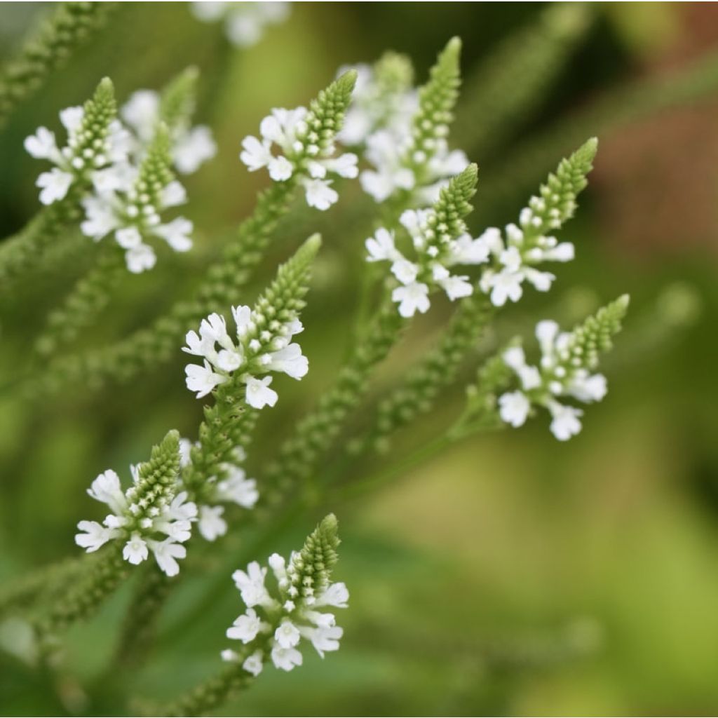 Tähkäverbena Alba