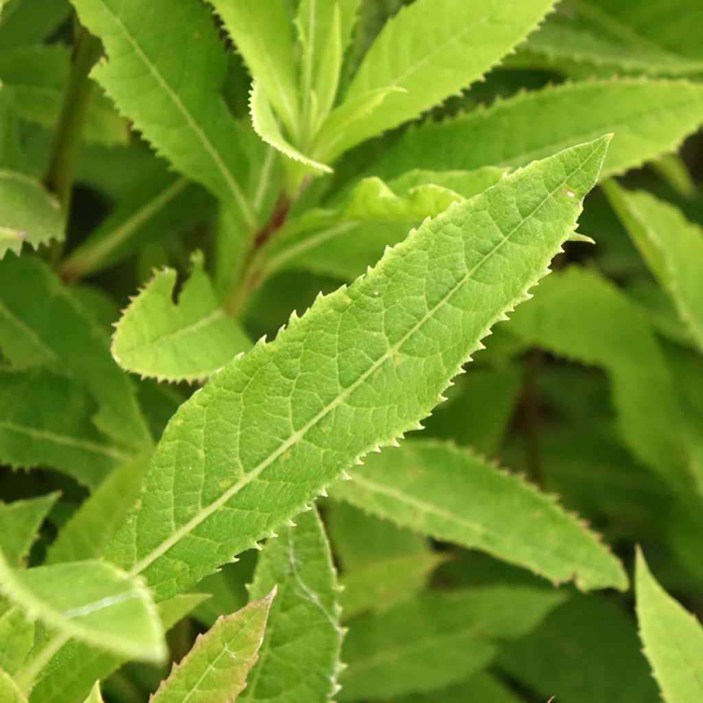 Vernonia crinita Vernonia crinita