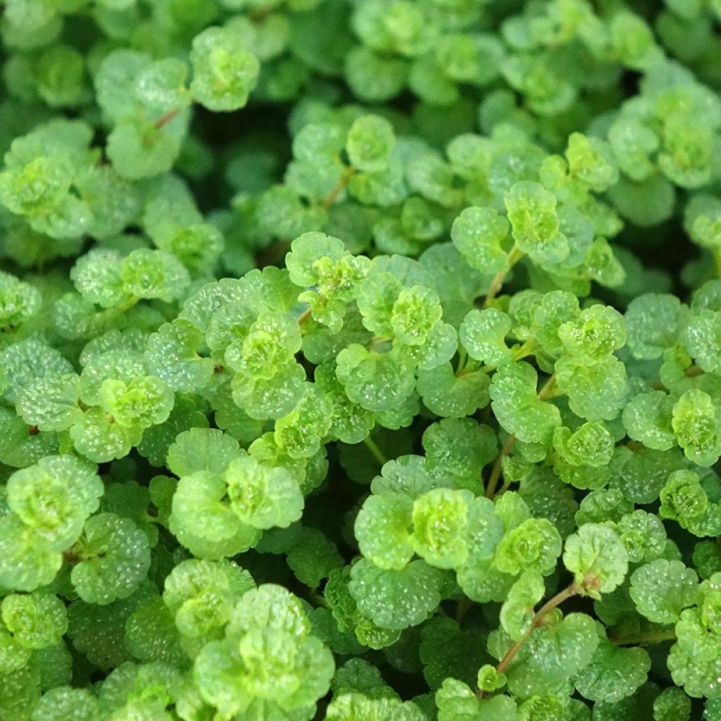 Kaukasiantädyke - Veronica filiformis