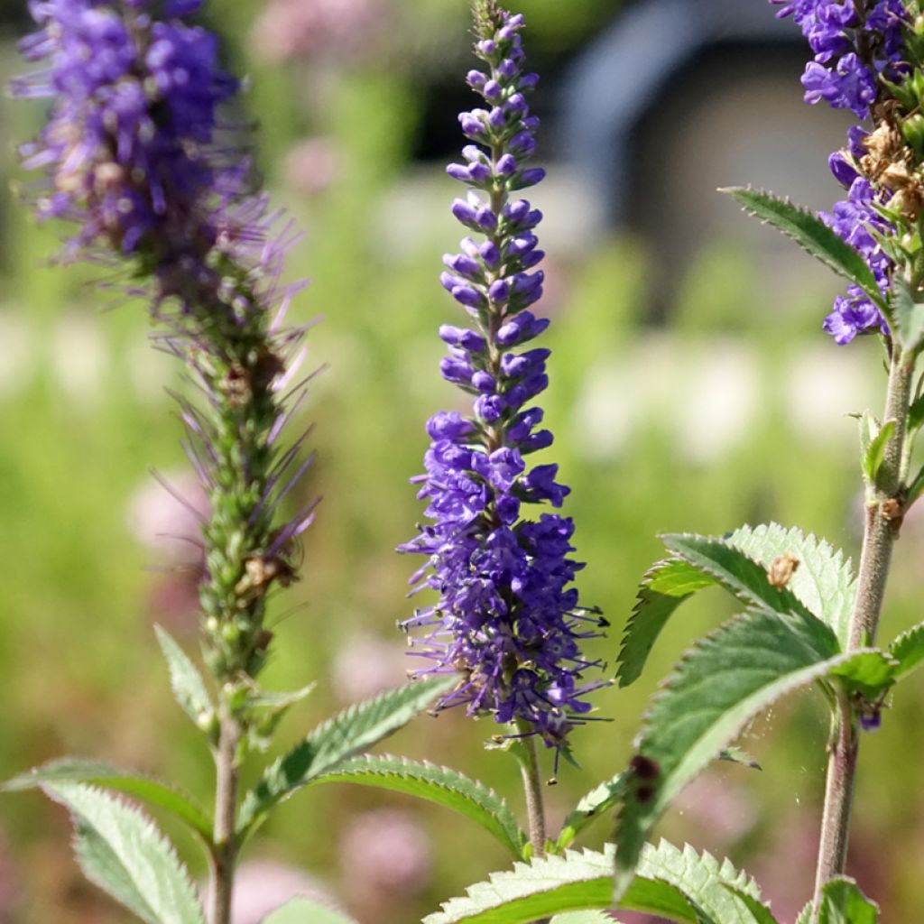 Rantatädyke Blauriesin