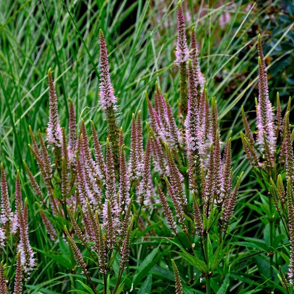 Virginiantädykkö Erica