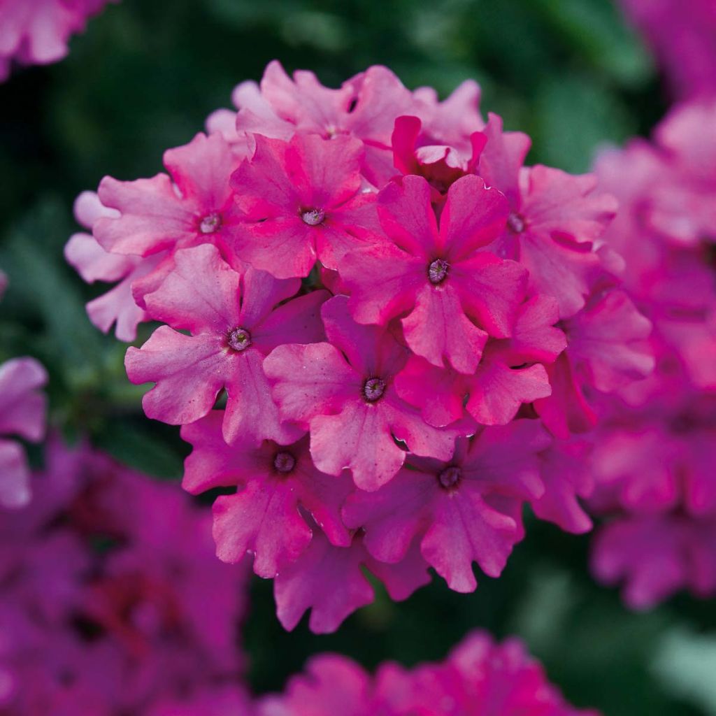 Tarhaverbena Endurascape Magenta