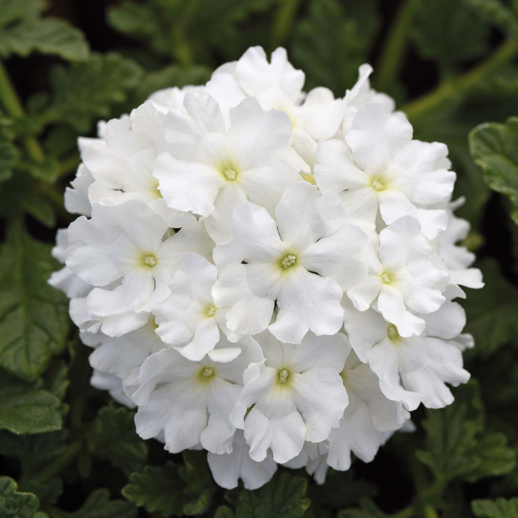 Tarhaverbena Endurascape White