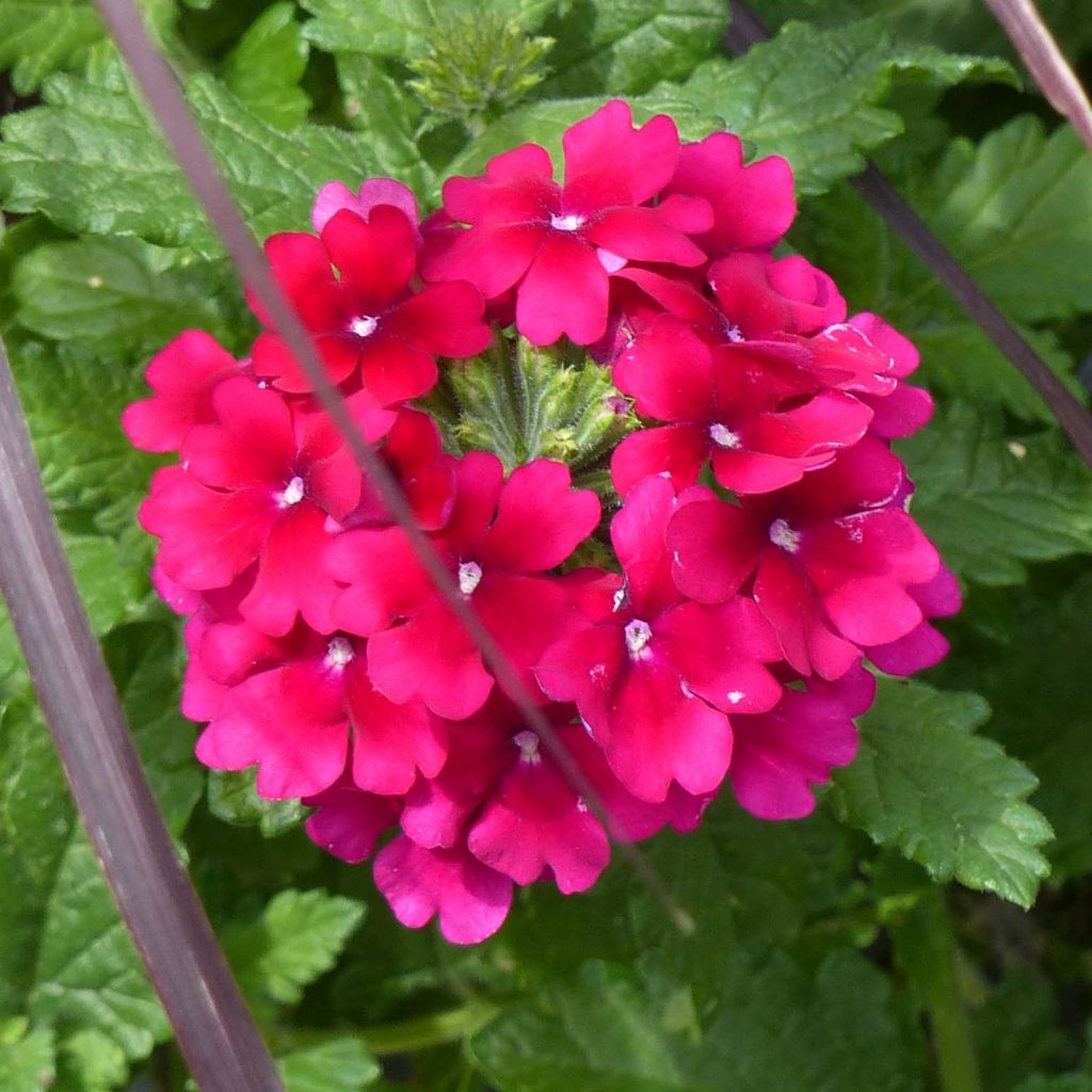 Tarhaverbena Virgo Burgundy