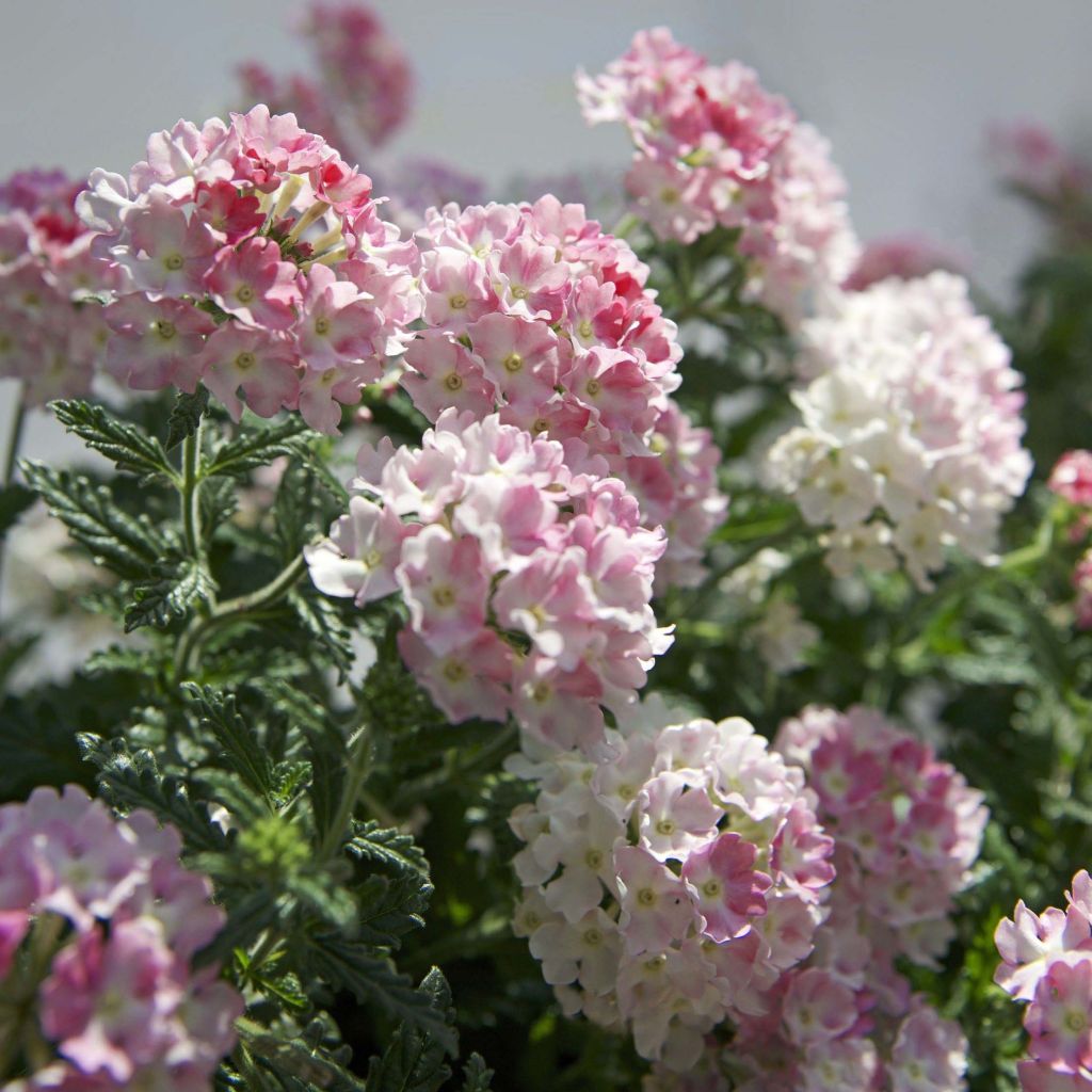 Tarhaverbena Estrella Pink Ballet