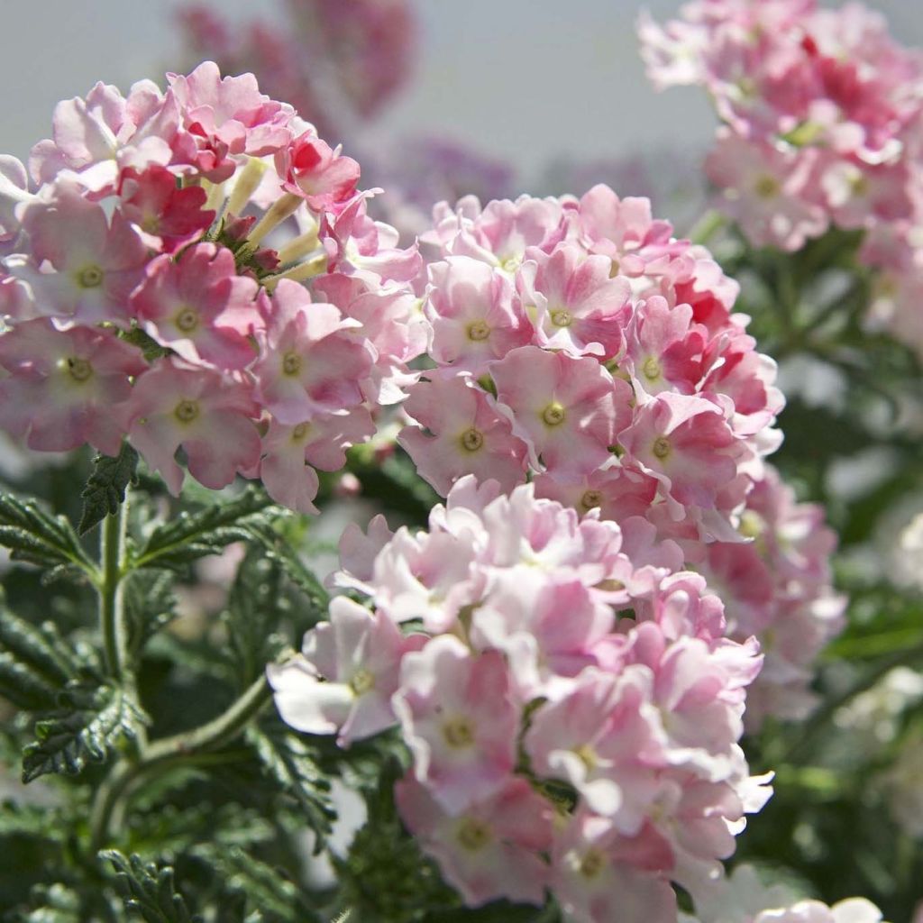 Tarhaverbena Estrella Pink Ballet