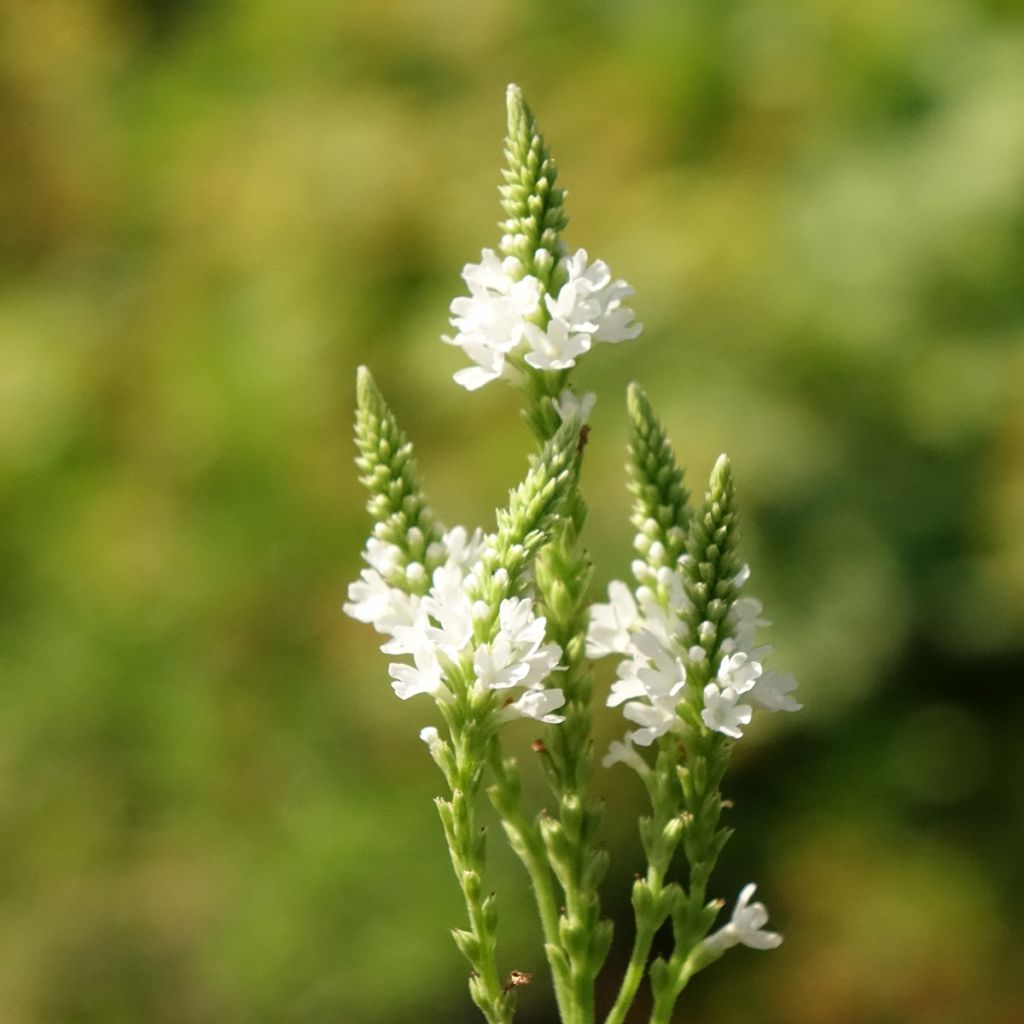 Tähkäverbena White Spires