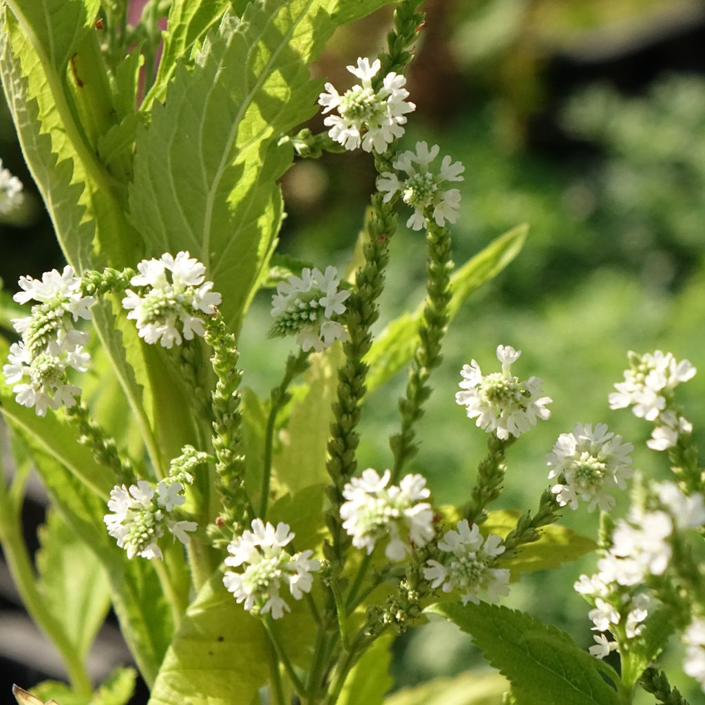 Tähkäverbena White Spires