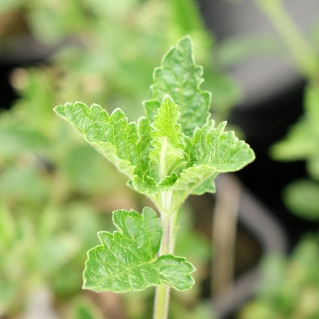 Tarhaverbena Seabrook's Lavender