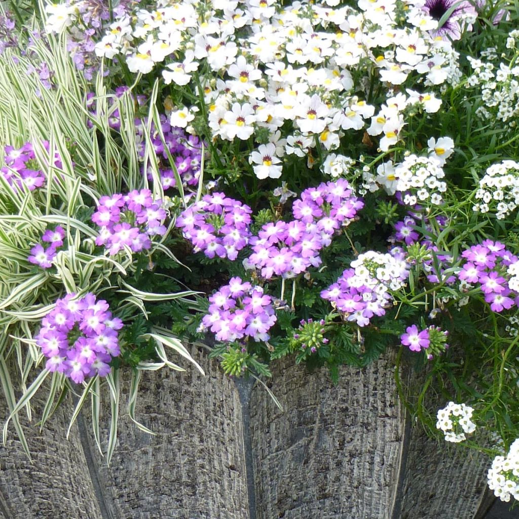 Tarhaverbena Lavender White