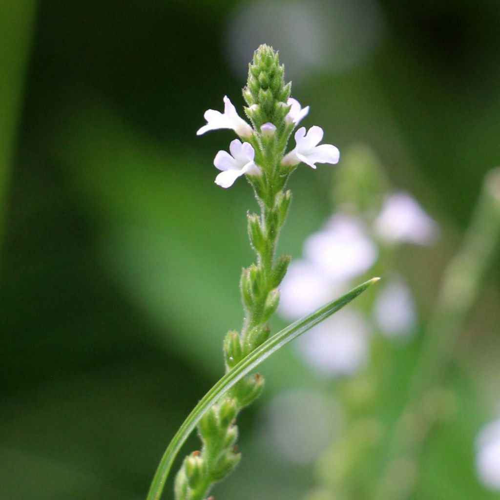 Rohtoverbena - Verbena officinalis