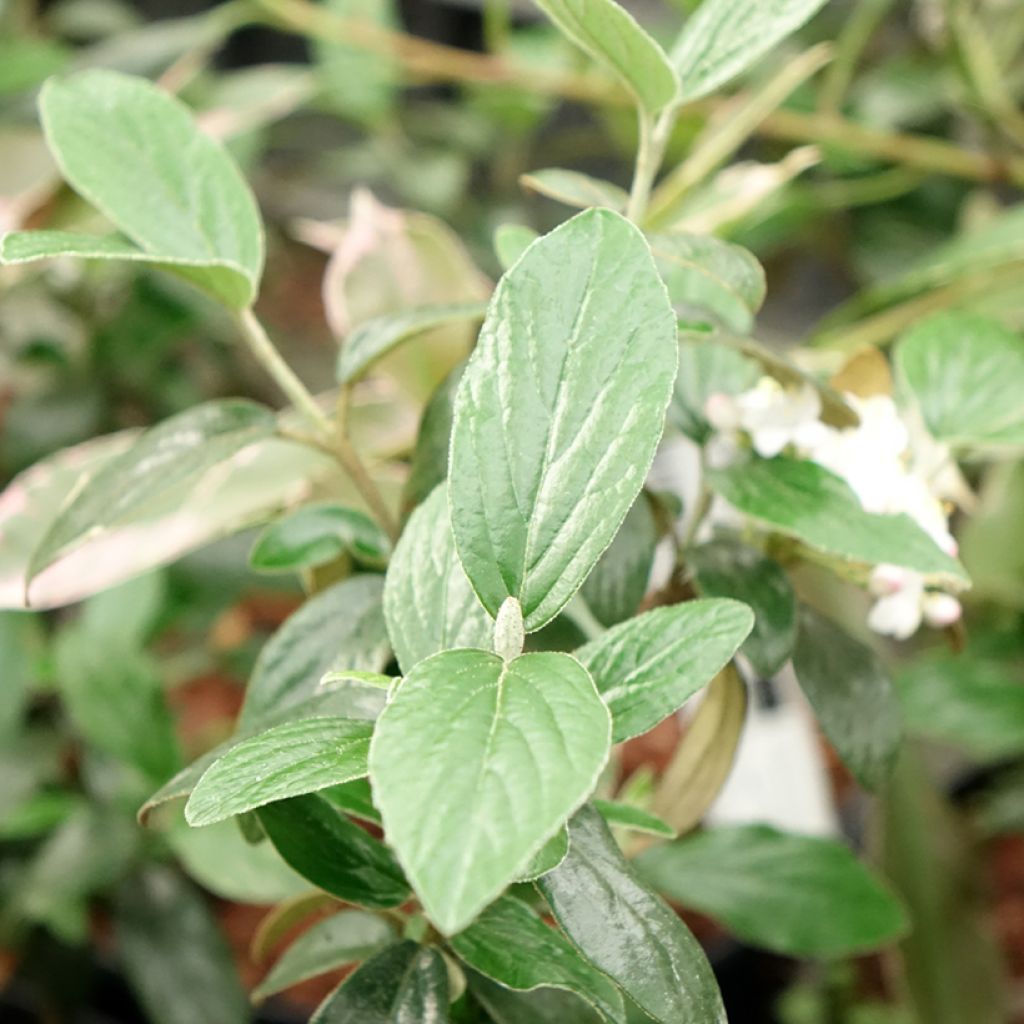 Burkwoodolvon Conoy
