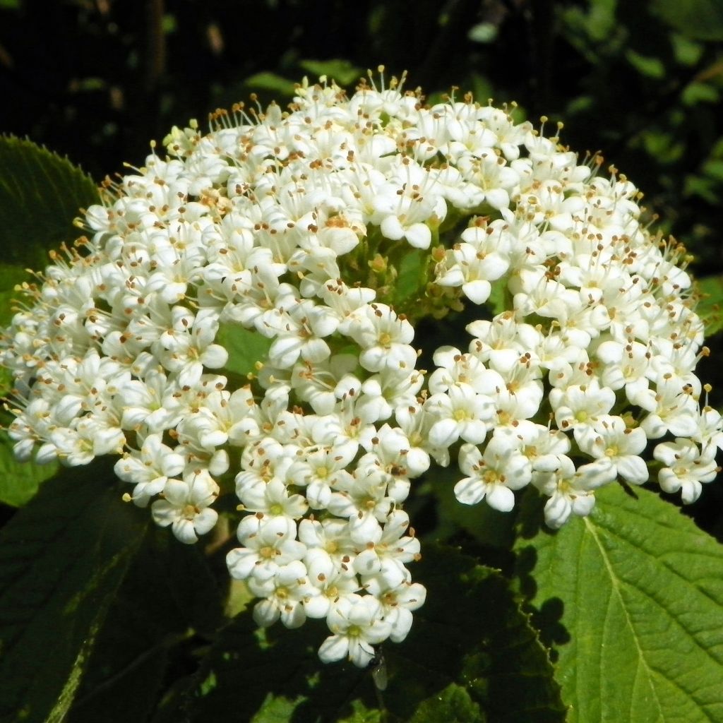 Villaheisi - Viburnum lantana
