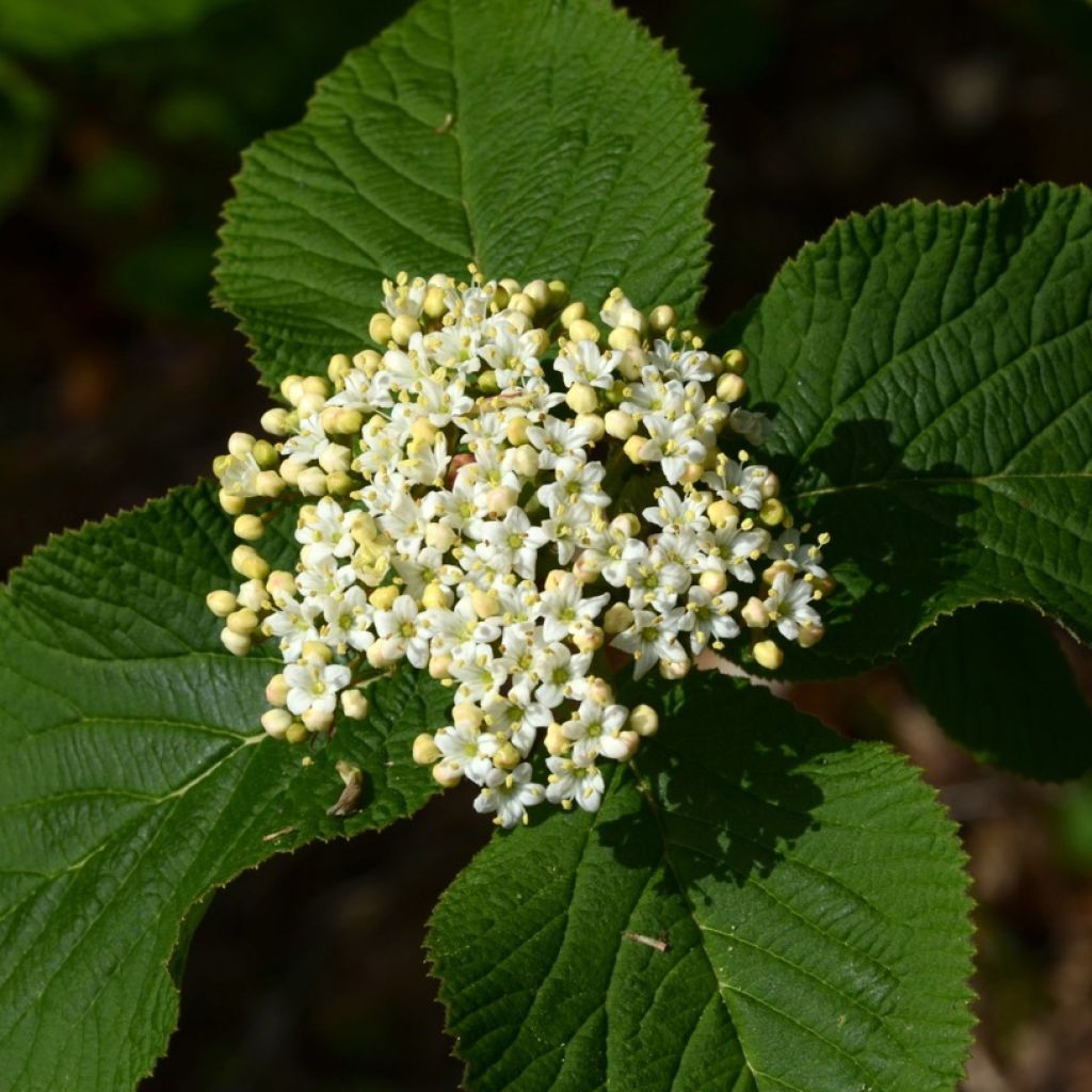 Villaheisi - Viburnum lantana