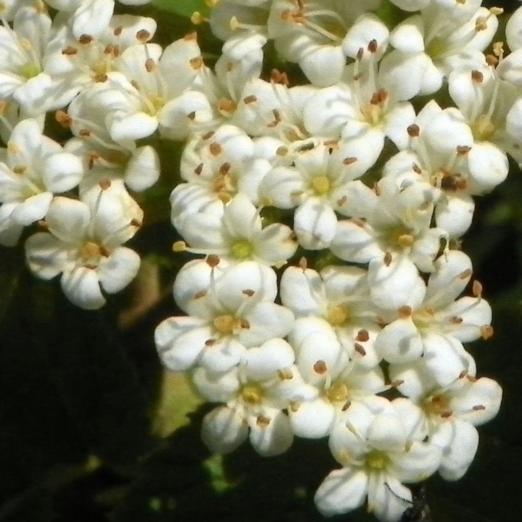 Villaheisi - Viburnum lantana