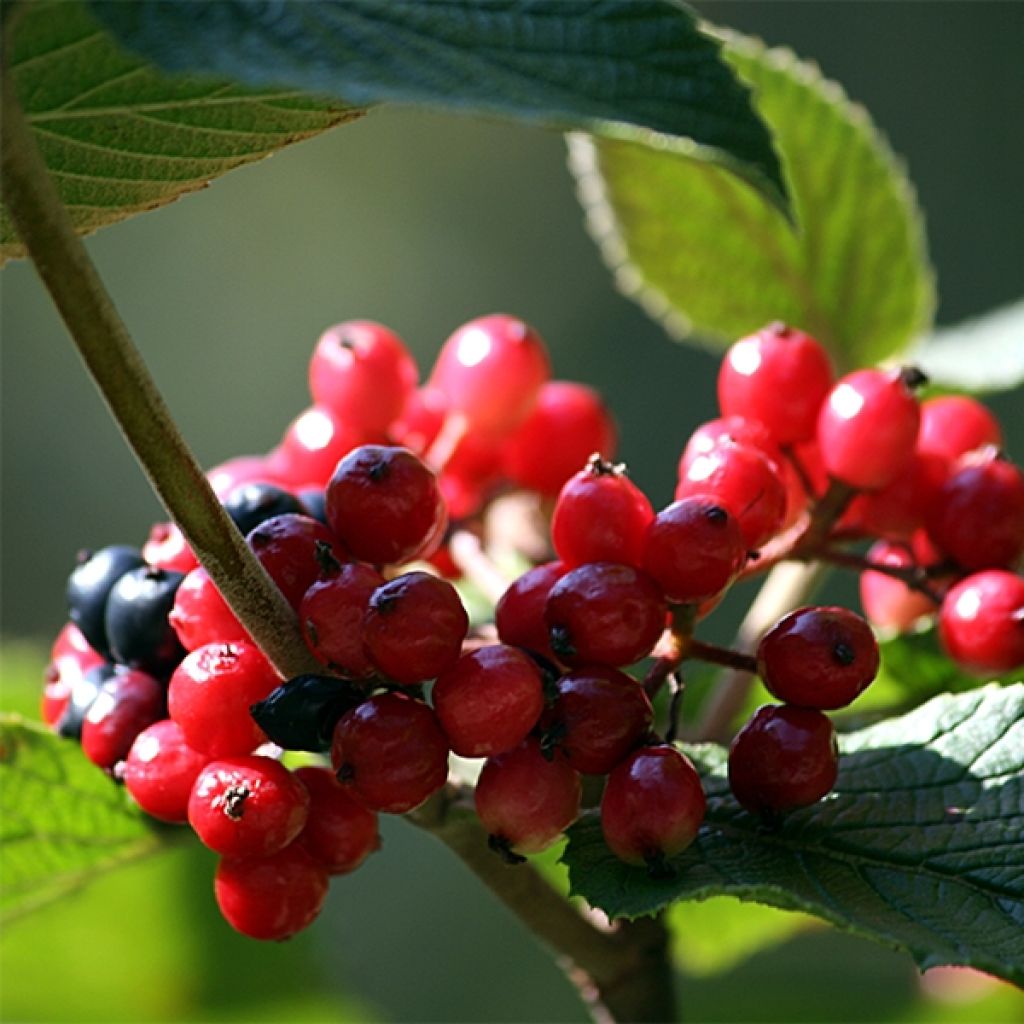 Villaheisi - Viburnum lantana
