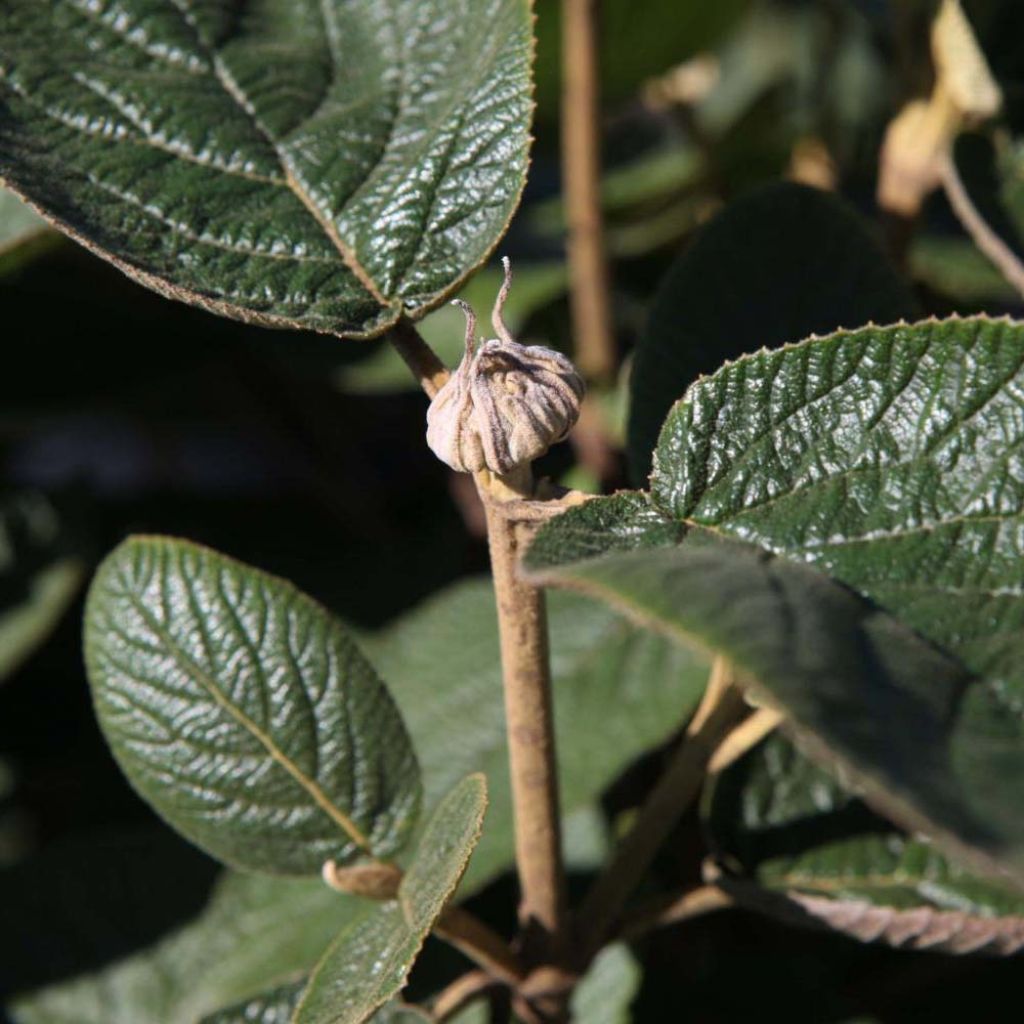 Villaheisi - Viburnum lantana