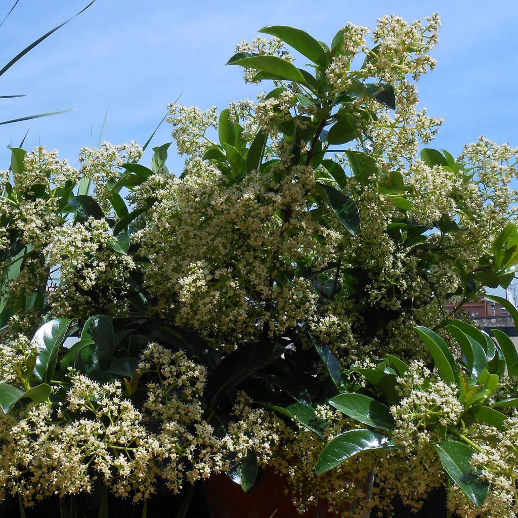 Heisi - Viburnum lucidum