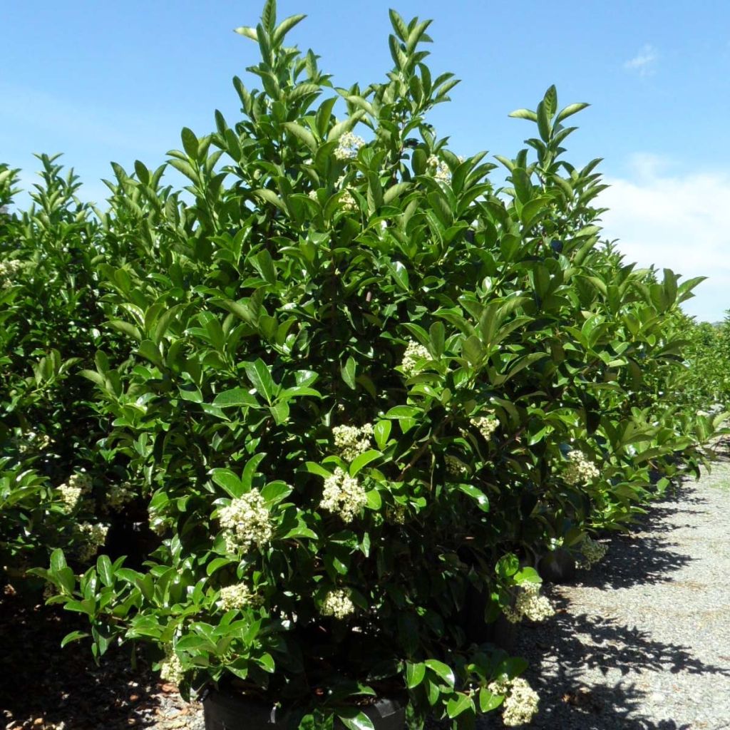 Heisi - Viburnum lucidum