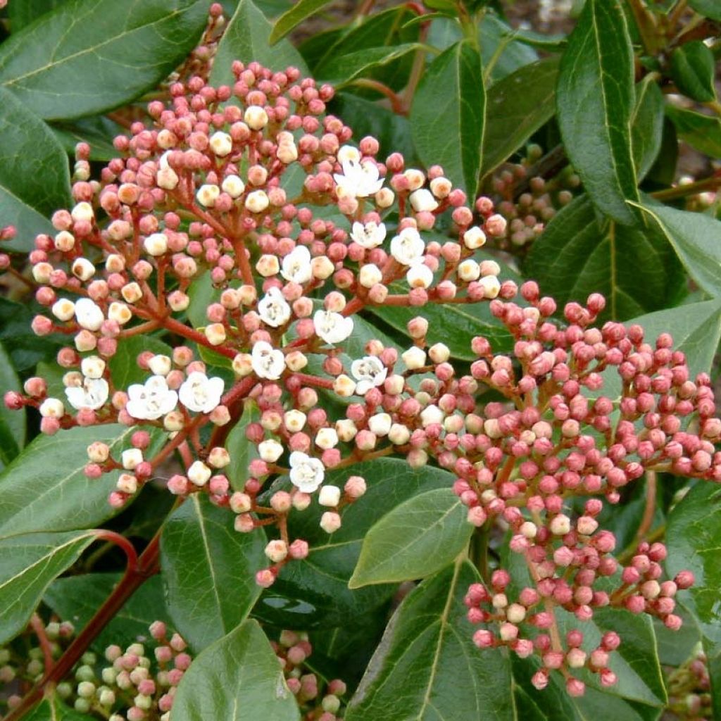 Heisi - Viburnum lucidum