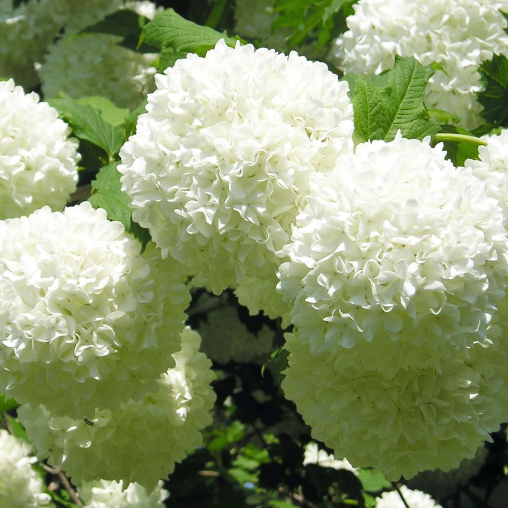 Koiranheisi Roseum