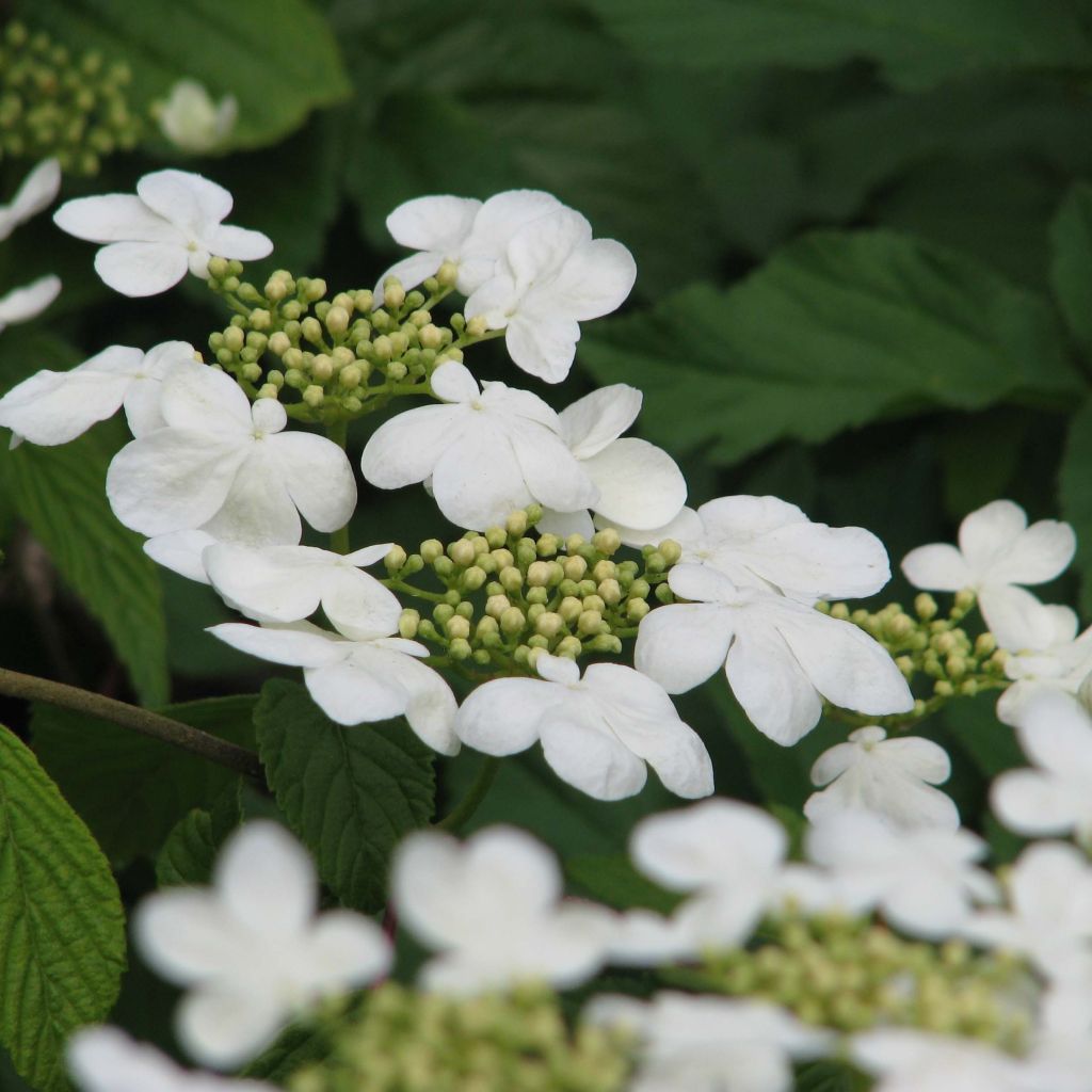 Lumipalloangervo Mariesii