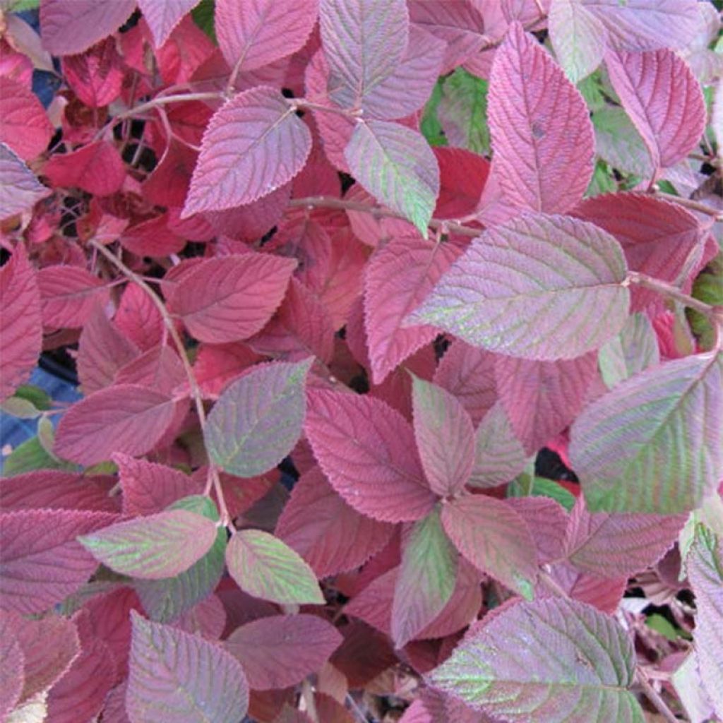 Lumipalloangervo Mariesii