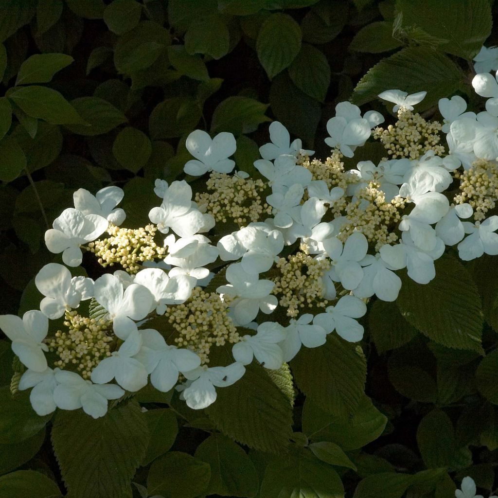 Lumipalloangervo Mariesii