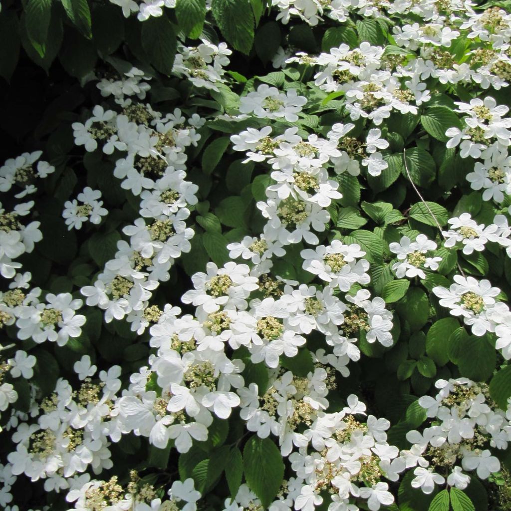 Lumipalloangervo Mariesii